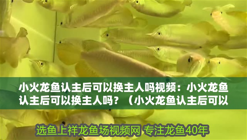 小火龍魚認主后可以換主人嗎視頻：小火龍魚認主后可以換主人嗎？（小火龍魚認主后可以換主人嗎，）