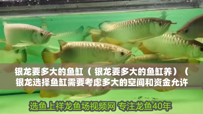 銀龍要多大的魚缸（ 銀龍要多大的魚缸養）（銀龍選擇魚缸需要考慮多大的空間和資金允許，養銀龍魚的建議）