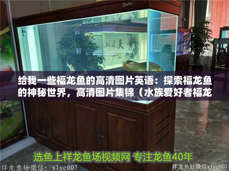 給我一些福龍魚的高清圖片英語：探索福龍魚的神秘世界，高清圖片集錦（水族愛好者福龍魚簡介（福龍魚簡介））