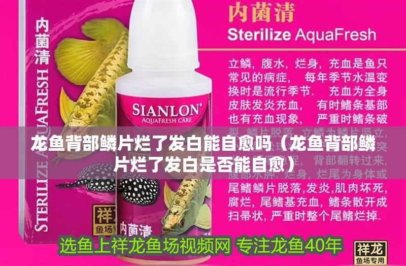龍魚背部鱗片爛了發白能自愈嗎（龍魚背部鱗片爛了發白是否能自愈）