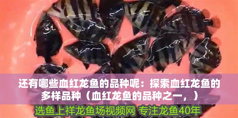 還有哪些血紅龍魚的品種呢：探索血紅龍魚的多樣品種（血紅龍魚的品種之一，）