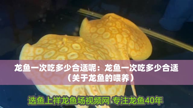 龍魚一次吃多少合適呢：龍魚一次吃多少合適（關于龍魚的喂養）