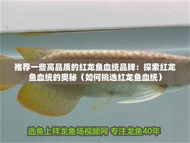 推薦一些高品質的紅龍魚血統品牌：探索紅龍魚血統的奧秘（如何挑選紅龍魚血統）