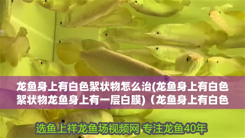 龍魚身上有白色絮狀物怎么治(龍魚身上有白色絮狀物龍魚身上有一層白膜)（龍魚身上有白色絮狀物怎么辦）