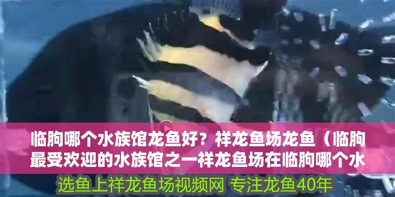 臨朐哪個水族館龍魚好？祥龍魚場龍魚（臨朐最受歡迎的水族館之一祥龍魚場在臨朐哪個水族館口碑最好）