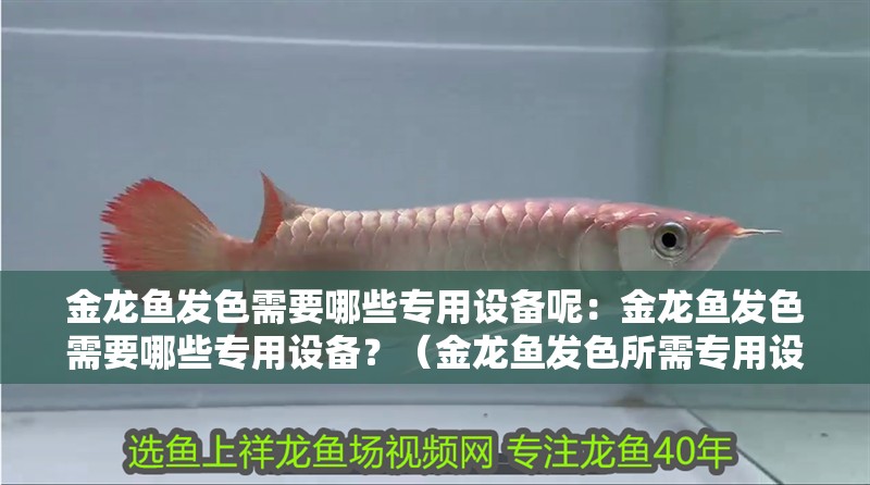 金龍魚發(fā)色需要哪些專用設(shè)備呢：金龍魚發(fā)色需要哪些專用設(shè)備？（金龍魚發(fā)色所需專用設(shè)備）