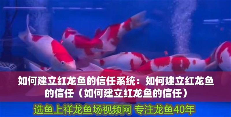 如何建立紅龍魚的信任系統：如何建立紅龍魚的信任（如何建立紅龍魚的信任）