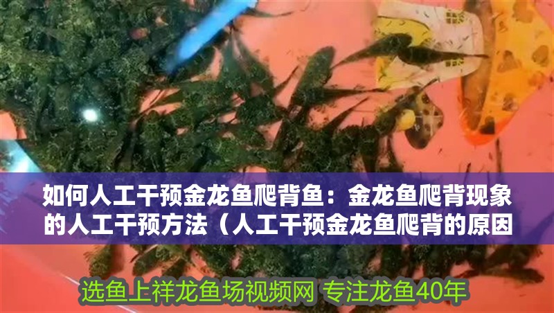 如何人工干預金龍魚爬背魚：金龍魚爬背現象的人工干預方法（人工干預金龍魚爬背的原因分析金龍魚爬背的原因分析）