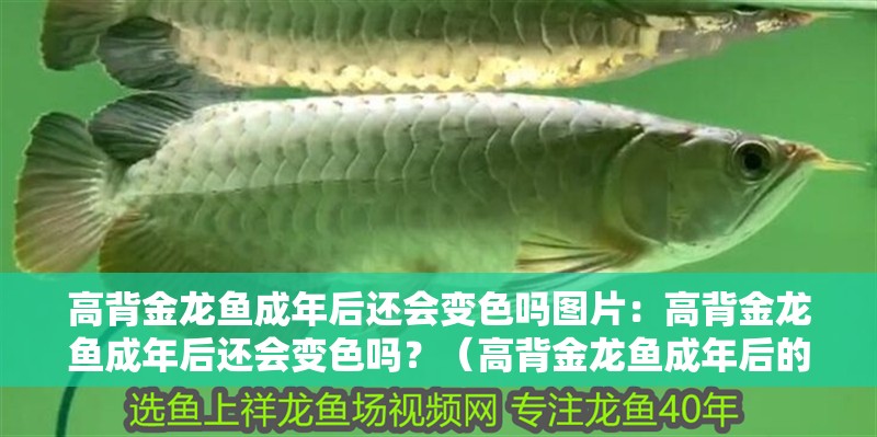高背金龍魚成年后還會變色嗎圖片：高背金龍魚成年后還會變色嗎？（高背金龍魚成年后的顏色變化）