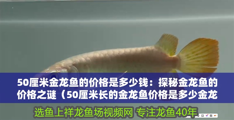 50厘米金龍魚的價格是多少錢：探秘金龍魚的價格之謎（50厘米長的金龍魚價格是多少金龍魚的價格是多少）