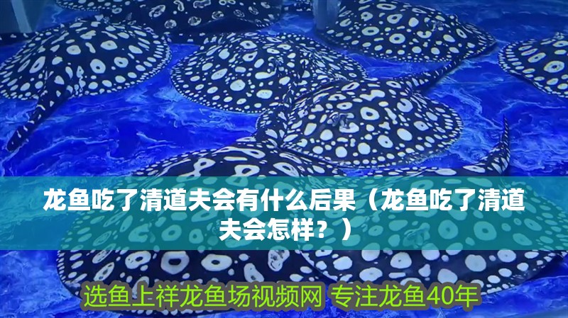 龍魚吃了清道夫會(huì)有什么后果（龍魚吃了清道夫會(huì)怎樣？） 龍魚吃了清道夫會(huì)有什么后果（龍魚吃了清道夫會(huì)怎樣？） 龍魚百科