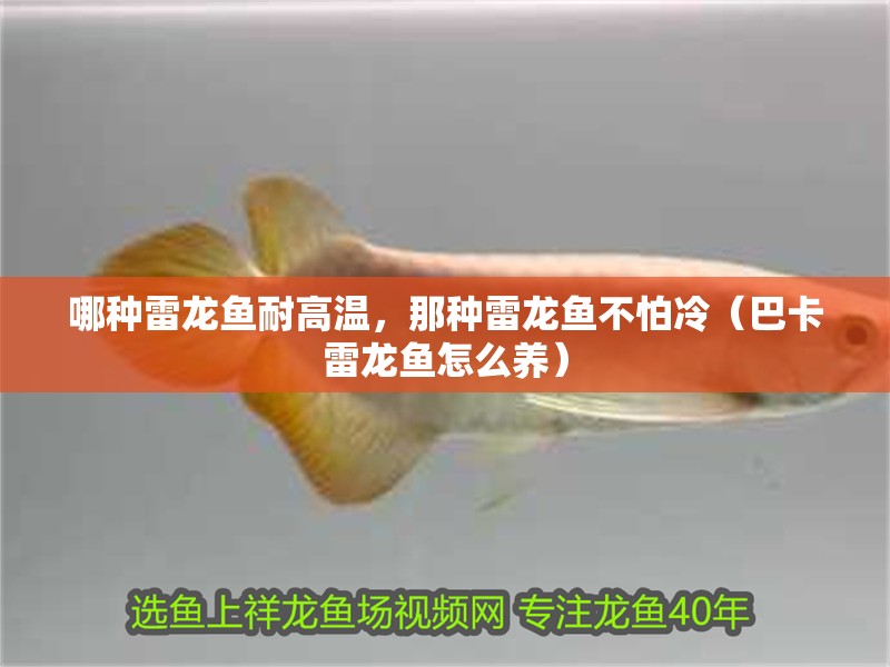 哪種雷龍魚(yú)耐高溫，那種雷龍魚(yú)不怕冷（巴卡雷龍魚(yú)怎么養(yǎng)）