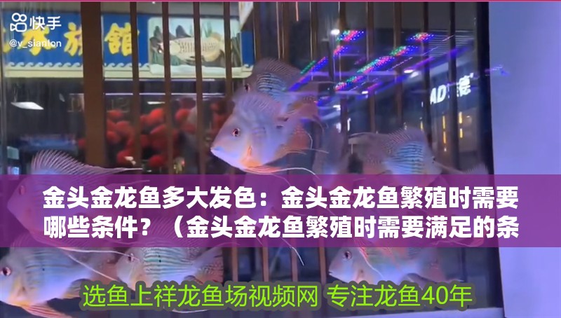 金頭金龍魚多大發色：金頭金龍魚繁殖時需要哪些條件？（金頭金龍魚繁殖時需要滿足的條件）