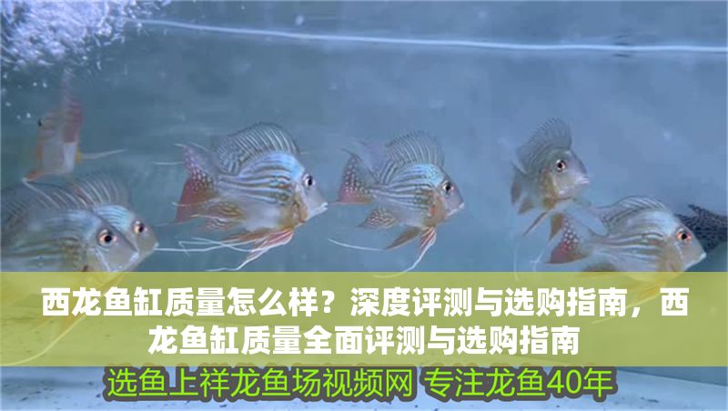 西龍魚缸質量怎么樣？深度評測與選購指南，西龍魚缸質量全面評測與選購指南