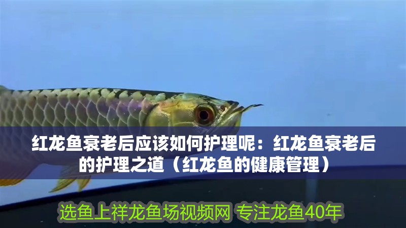 紅龍魚衰老后應該如何護理呢：紅龍魚衰老后的護理之道（紅龍魚的健康管理）