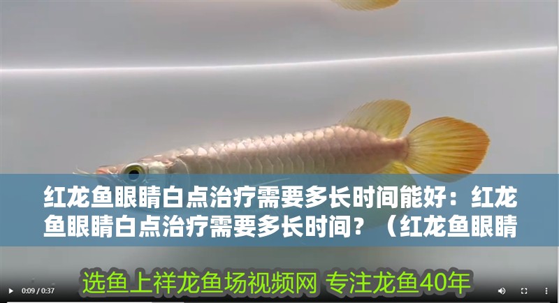 紅龍魚眼睛白點治療需要多長時間能好：紅龍魚眼睛白點治療需要多長時間？（紅龍魚眼睛白點治療需要多長時間治療紅龍魚眼睛白點）