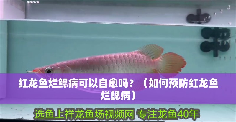 紅龍魚爛鰓病可以自愈嗎？（如何預防紅龍魚爛鰓病） 紅龍魚爛鰓病可以自愈嗎？（如何預防紅龍魚爛鰓病） 龍魚百科