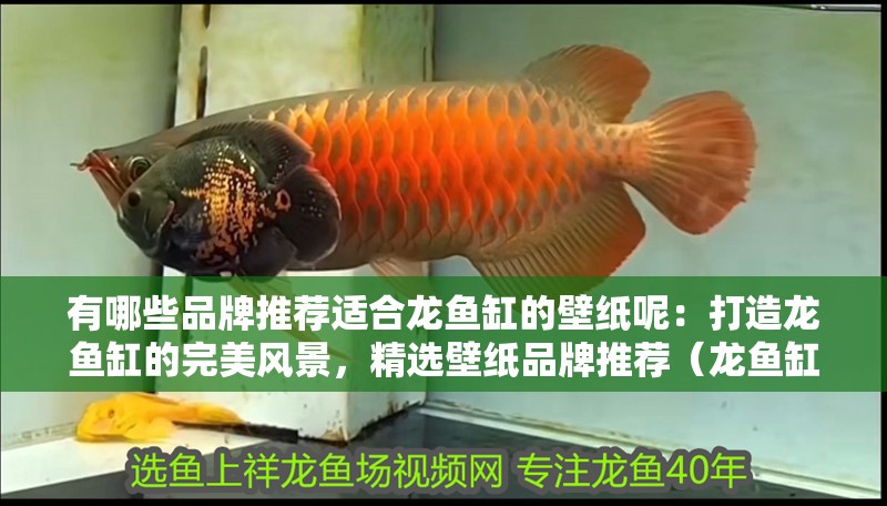 有哪些品牌推薦適合龍魚缸的壁紙呢：打造龍魚缸的完美風(fēng)景，精選壁紙品牌推薦（龍魚缸壁紙品牌推薦：farrow&**-）