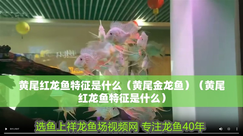黃尾紅龍魚特征是什么（黃尾金龍魚）（黃尾紅龍魚特征是什么）