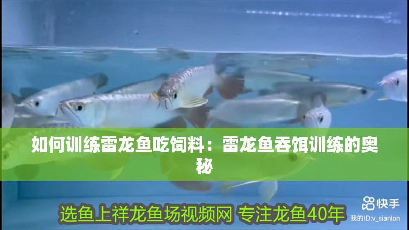 如何訓練雷龍魚吃飼料：雷龍魚吞餌訓練的奧秘