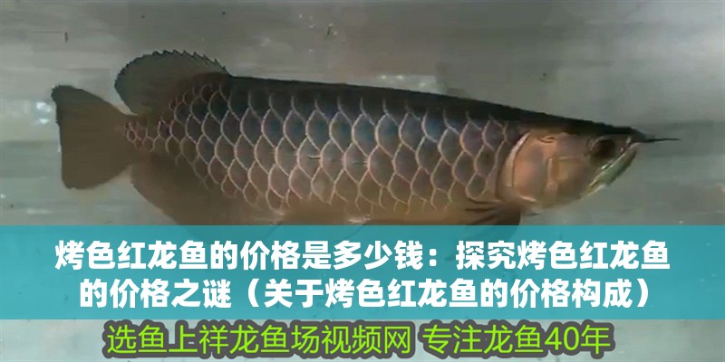 烤色紅龍魚的價格是多少錢：探究烤色紅龍魚的價格之謎（關于烤色紅龍魚的價格構成）