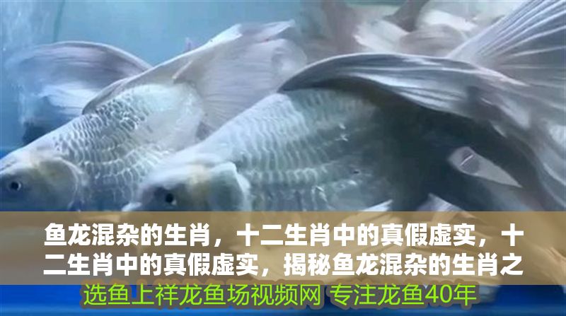 魚龍混雜的生肖，十二生肖中的真假虛實，十二生肖中的真假虛實，揭秘魚龍混雜的生肖之謎