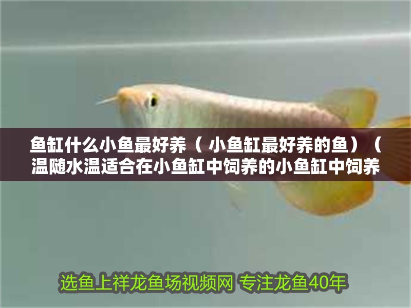 魚缸什么小魚最好養（ 小魚缸最好養的魚）（溫隨水溫適合在小魚缸中飼養的小魚缸中飼養的魚類）