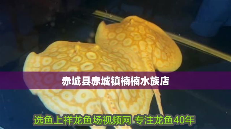 赤城縣赤城鎮楠楠水族店