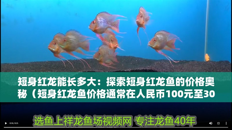 短身紅龍能長多大：探索短身紅龍魚的價(jià)格奧秘（短身紅龍魚價(jià)格通常在人民幣100元至300元之間）