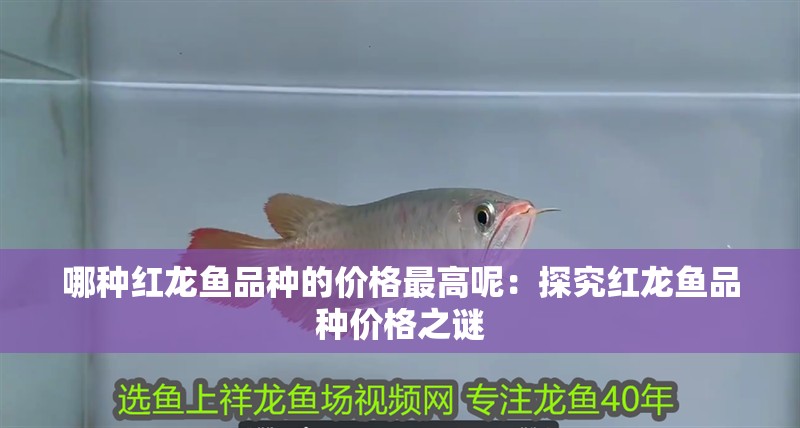 哪種紅龍魚品種的價(jià)格最高呢：探究紅龍魚品種價(jià)格之謎