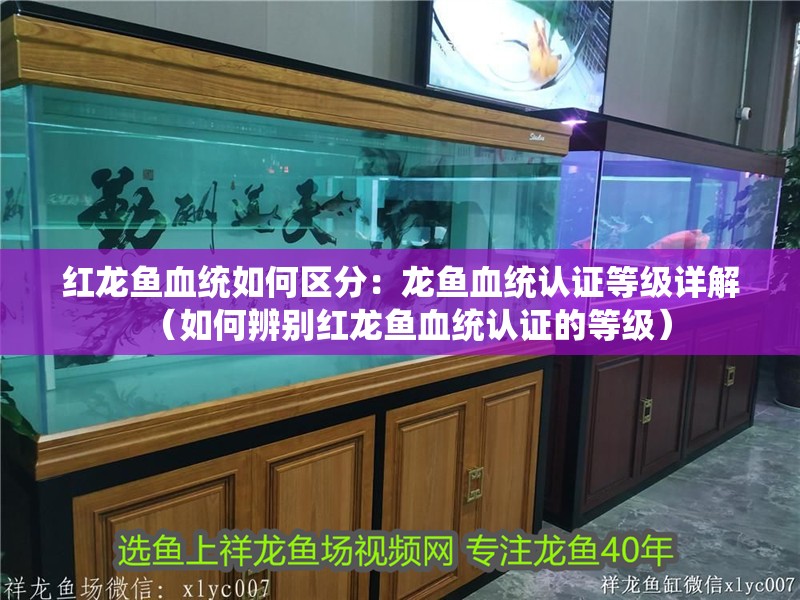紅龍魚血統(tǒng)如何區(qū)分：龍魚血統(tǒng)認(rèn)證等級(jí)詳解（如何辨別紅龍魚血統(tǒng)認(rèn)證的等級(jí)）