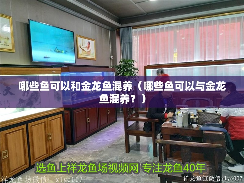 哪些魚可以和金龍魚混養(yǎng)（哪些魚可以與金龍魚混養(yǎng)？）