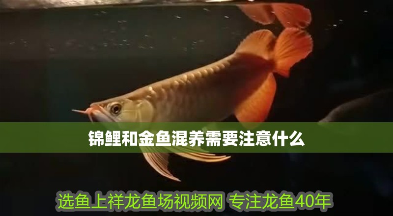 錦鯉和金魚混養需要注意什么 錦鯉和金魚混養需要注意什么 龍魚百科
