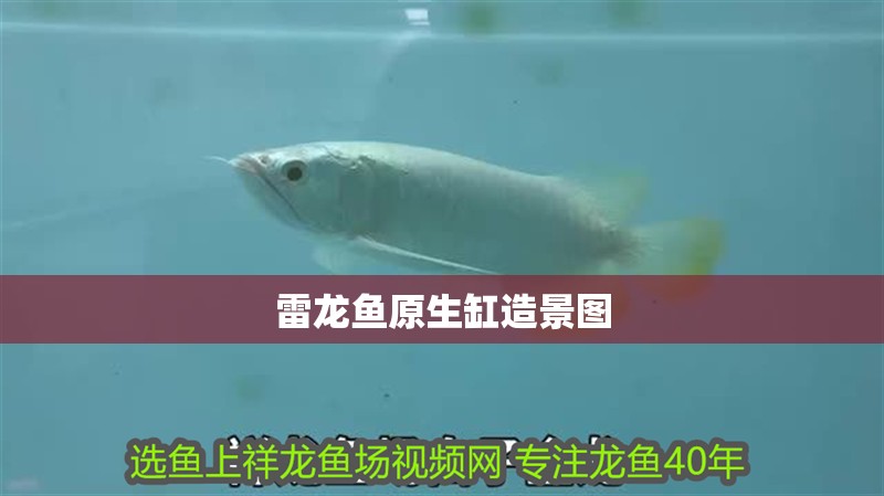 雷龍魚原生缸造景圖