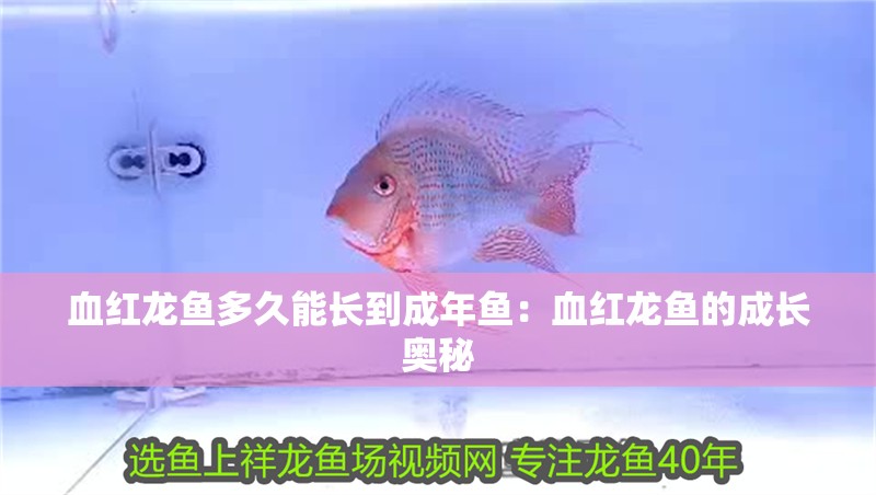 血紅龍魚多久能長到成年魚：血紅龍魚的成長奧秘