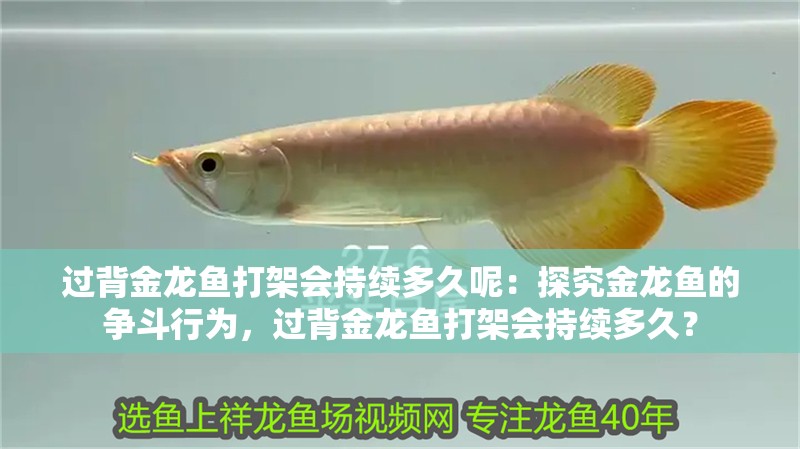 過背金龍魚打架會持續多久呢：探究金龍魚的爭斗行為，過背金龍魚打架會持續多久？