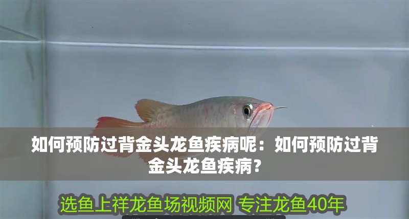 如何預防過背金頭龍魚疾病呢：如何預防過背金頭龍魚疾病？
