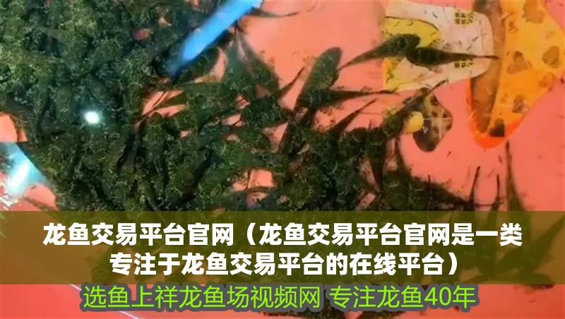 龍魚交易平臺官網（龍魚交易平臺官網是一類專注于龍魚交易平臺的在線平臺） 龍魚交易平臺官網（龍魚交易平臺官網是一類專注于龍魚交易平臺的在線平臺） 龍魚百科 第2張
