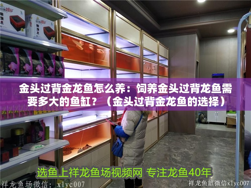 金頭過背金龍魚怎么養：飼養金頭過背龍魚需要多大的魚缸？（金頭過背金龍魚的選擇）