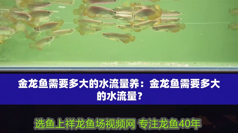 金龍魚需要多大的水流量養(yǎng)：金龍魚需要多大的水流量？