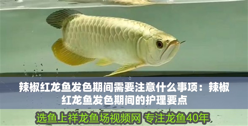 辣椒紅龍魚發(fā)色期間需要注意什么事項：辣椒紅龍魚發(fā)色期間的護(hù)理要點