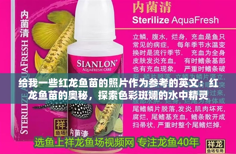 給我一些紅龍魚苗的照片作為參考的英文：紅龍魚苗的奧秘，探索色彩斑斕的水中精靈