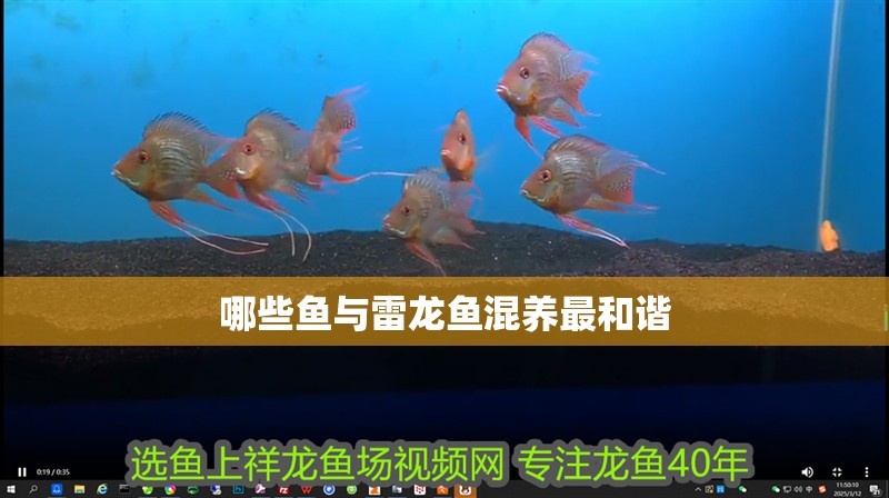 哪些魚與雷龍魚混養(yǎng)最和諧