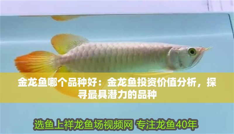 金龍魚(yú)哪個(gè)品種好：金龍魚(yú)投資價(jià)值分析，探尋最具潛力的品種