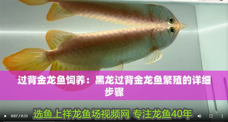 過背金龍魚飼養(yǎng)：黑龍過背金龍魚繁殖的詳細步驟