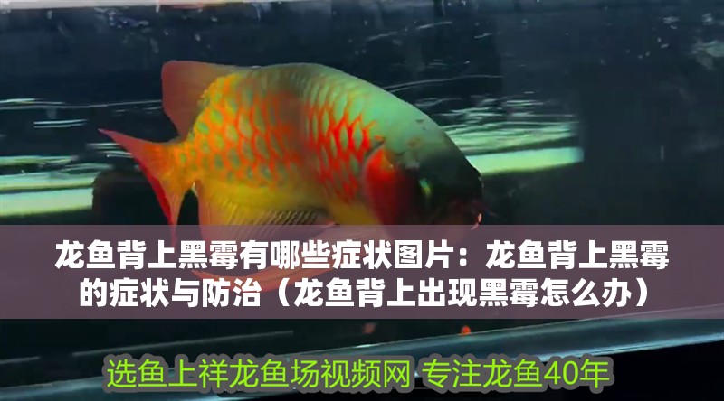 龍魚背上黑霉有哪些癥狀圖片：龍魚背上黑霉的癥狀與防治（龍魚背上出現黑霉怎么辦）