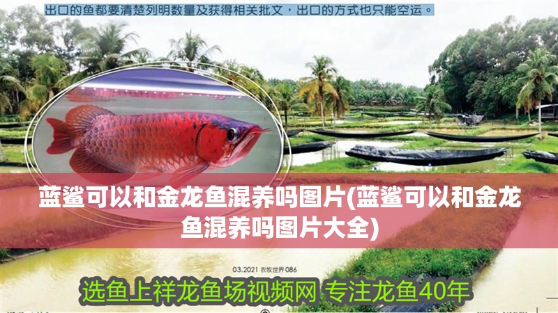 藍(lán)鯊可以和金龍魚(yú)混養(yǎng)嗎圖片(藍(lán)鯊可以和金龍魚(yú)混養(yǎng)嗎圖片大全)