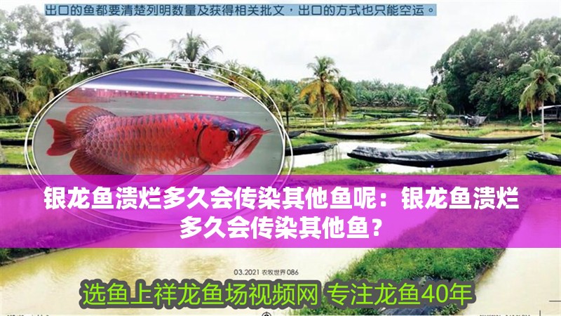 銀龍魚潰爛多久會傳染其他魚呢：銀龍魚潰爛多久會傳染其他魚？