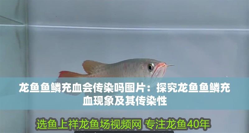 龍魚魚鱗充血會傳染嗎圖片：探究龍魚魚鱗充血現象及其傳染性