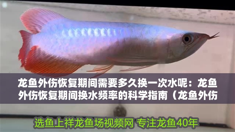 龍魚外傷恢復期間需要多久換一次水呢：龍魚外傷恢復期間換水頻率的科學指南（龍魚外傷恢復期換水頻率的科學指南）